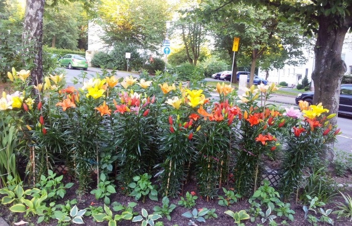 20170618_204920_Lilien weit_Dr Kopp Straße