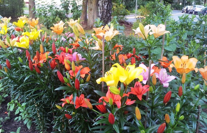 20170618_205202_Lilien nah_Dr Kopp Straße