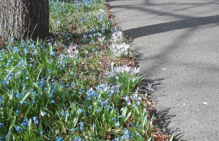 Am Kleegarten Frühlingsblumen