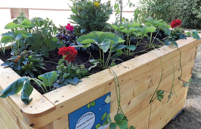 Hochbeet_2020_erdbeeren